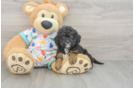 Cavapoo Puppy for Adoption