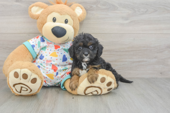 Cavapoo Puppy for Adoption