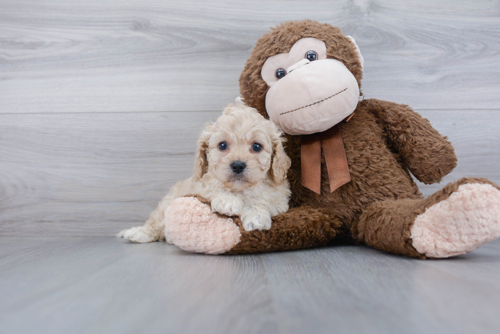 Cavapoo Pup Being Cute