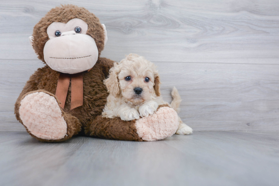 Best Cavapoo Baby