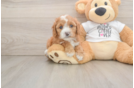 Cavapoo Pup Being Cute