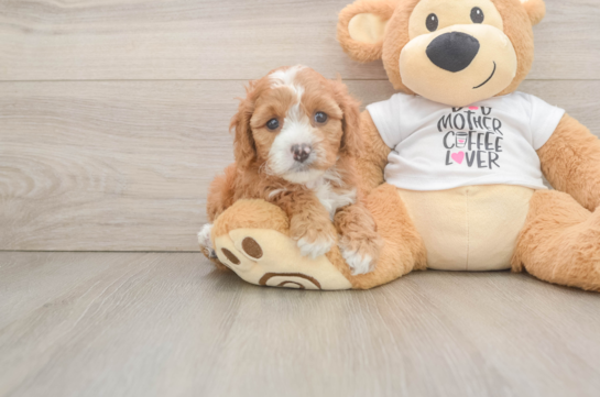 Cavapoo Pup Being Cute