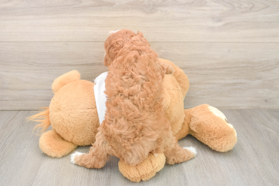 Best Cavapoo Baby