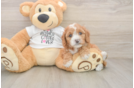 Cute Cavapoo Baby