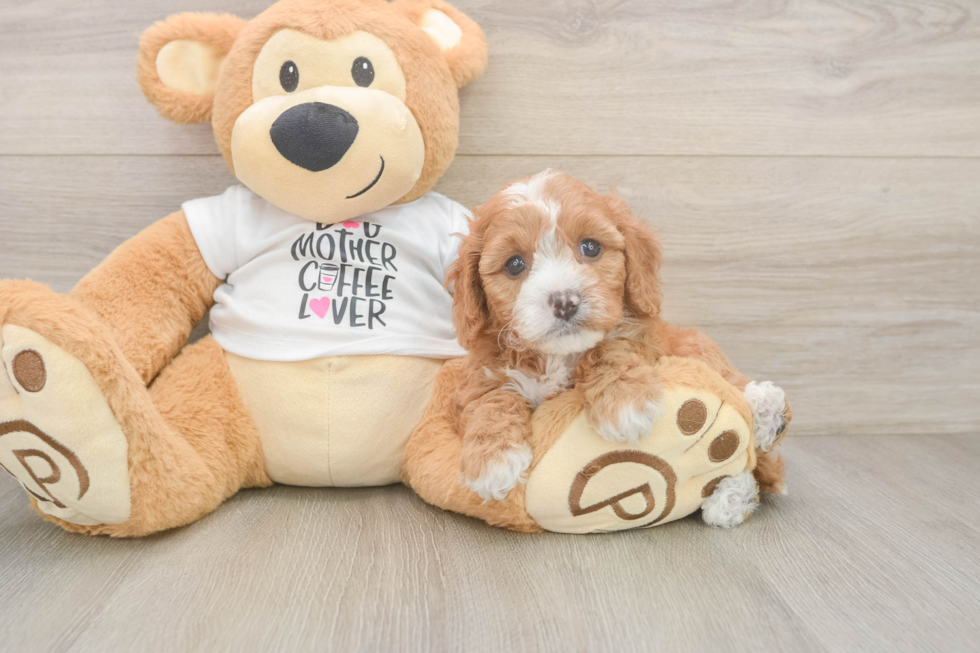 Cute Cavapoo Baby