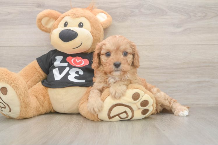 Happy Cavapoo Baby