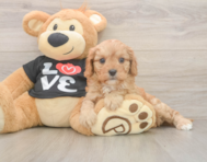 7 week old Cavapoo Puppy For Sale - Premier Pups