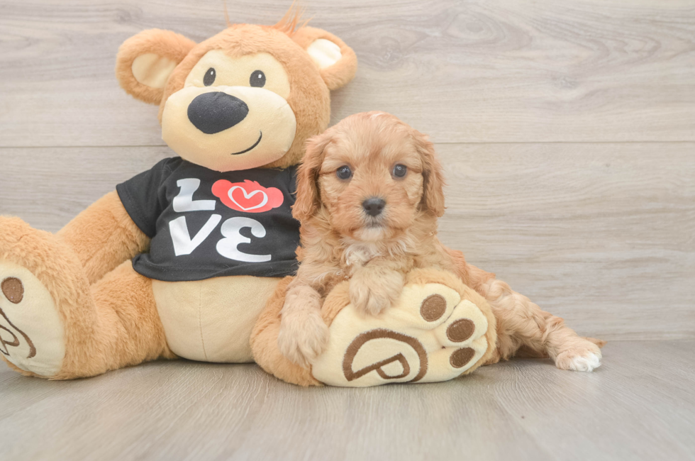 5 week old Cavapoo Puppy For Sale - Premier Pups