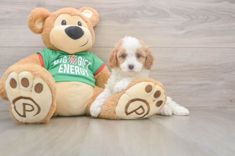 5 week old Cavapoo Puppy For Sale - Premier Pups