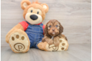 Cavapoo Puppy for Adoption
