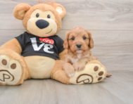7 week old Cavapoo Puppy For Sale - Premier Pups