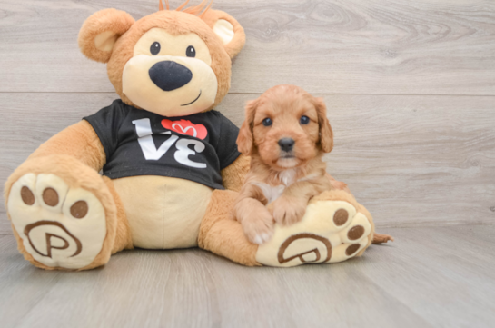 Cavapoo Pup Being Cute