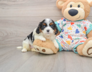 7 week old Cavapoo Puppy For Sale - Premier Pups