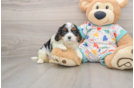 Cavapoo Pup Being Cute