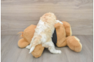 Hypoallergenic Cavadoodle Poodle Mix Puppy