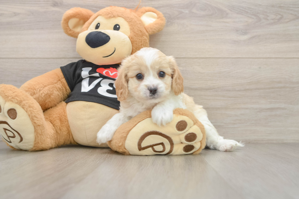 Sweet Cavapoo Baby