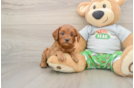 Best Cavapoo Baby