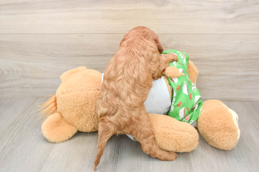 Cavapoo Puppy for Adoption