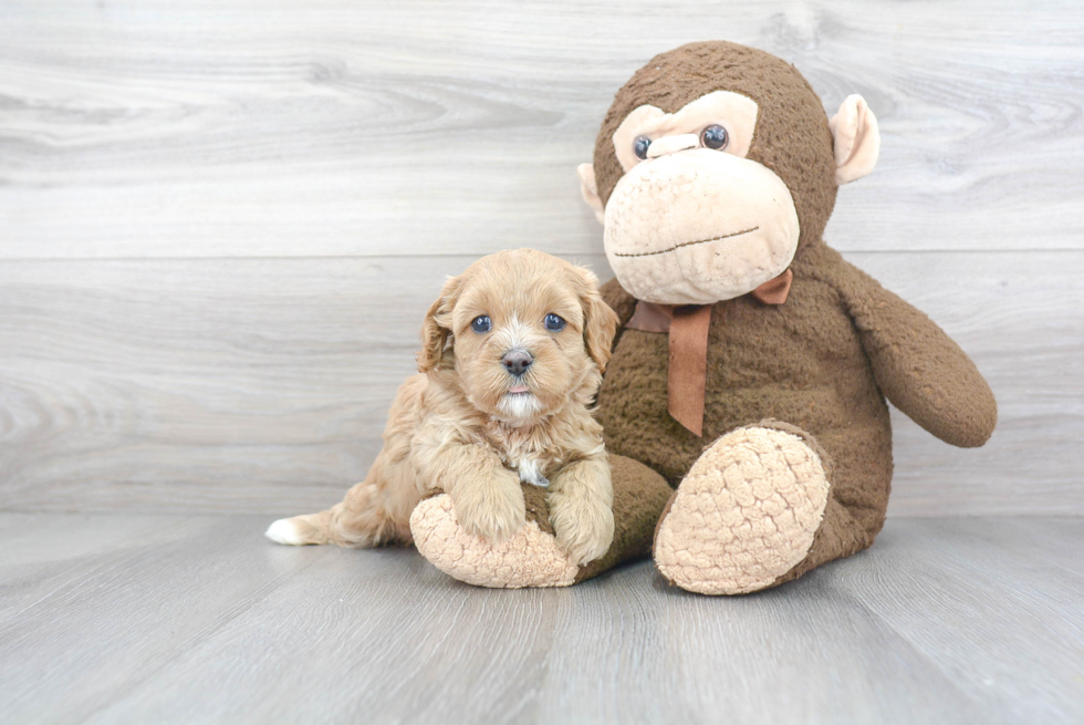 Cavapoo Pup Being Cute