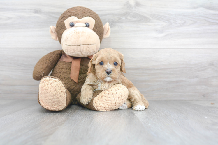 Funny Cavapoo Poodle Mix Pup