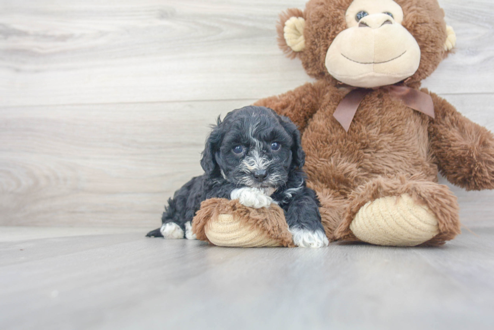 Best Cavapoo Baby