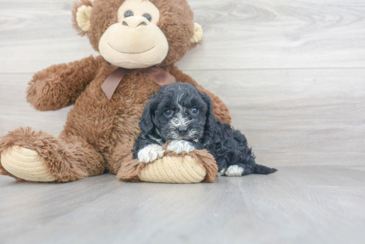 Cavapoo Puppy for Adoption