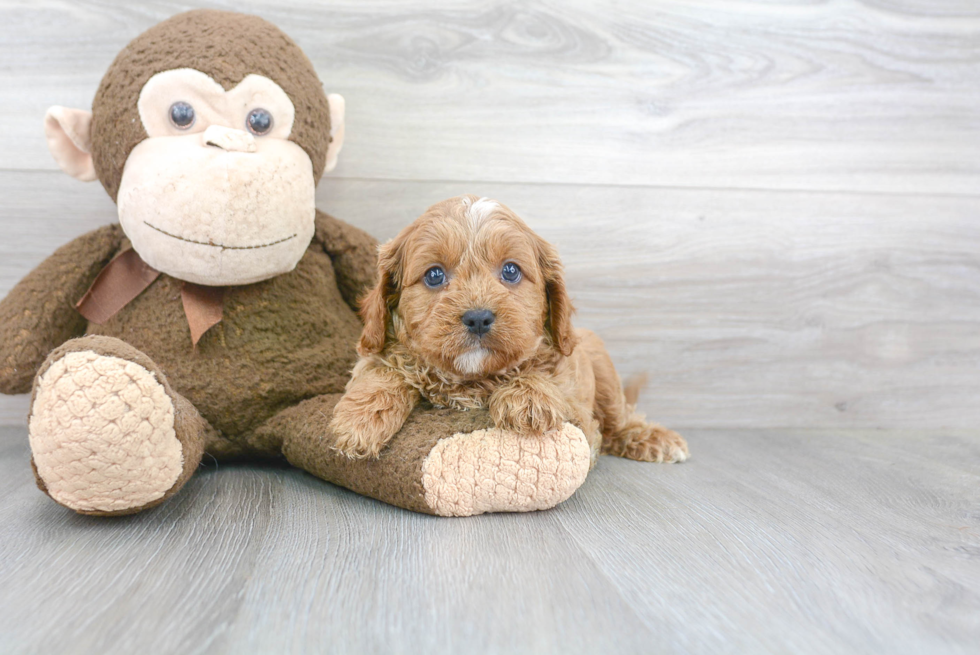 Cavapoo Pup Being Cute