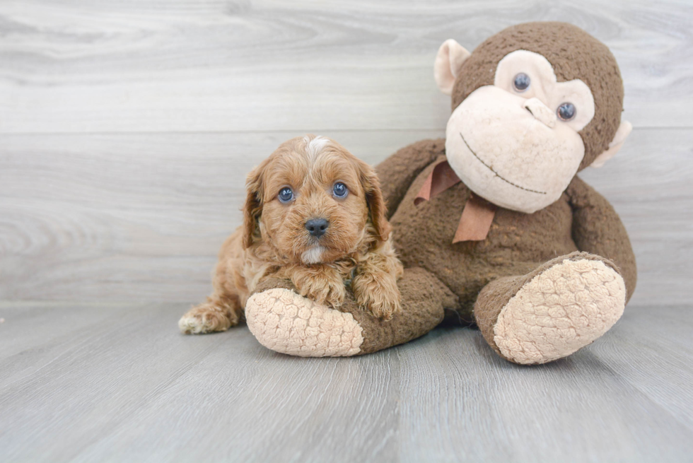 Funny Cavapoo Poodle Mix Pup