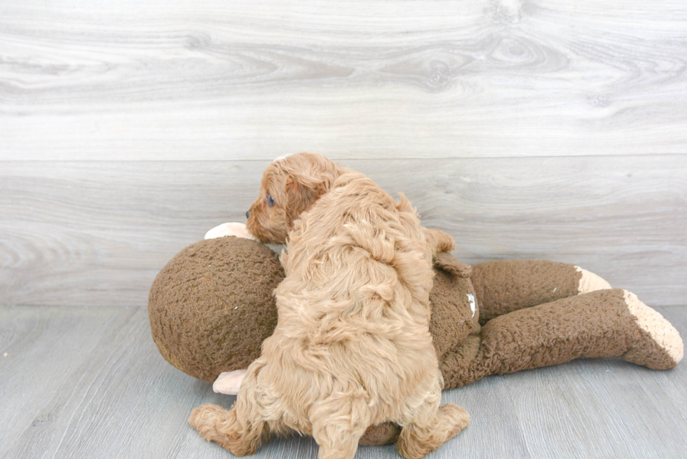 Cavapoo Puppy for Adoption