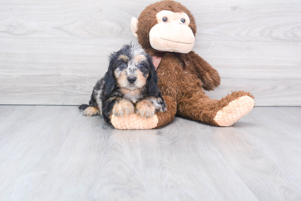 Cavapoo Pup Being Cute