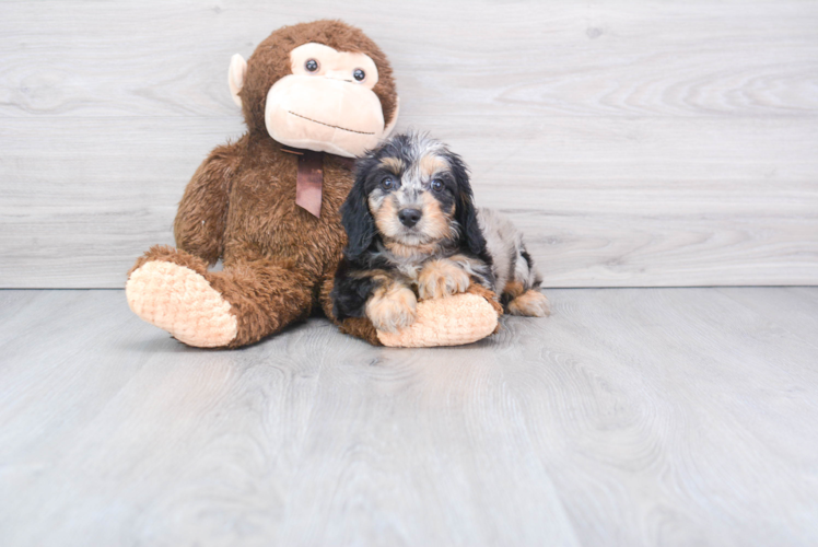 Energetic Cavoodle Poodle Mix Puppy
