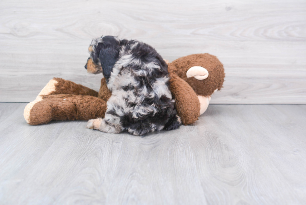 Cavapoo Puppy for Adoption