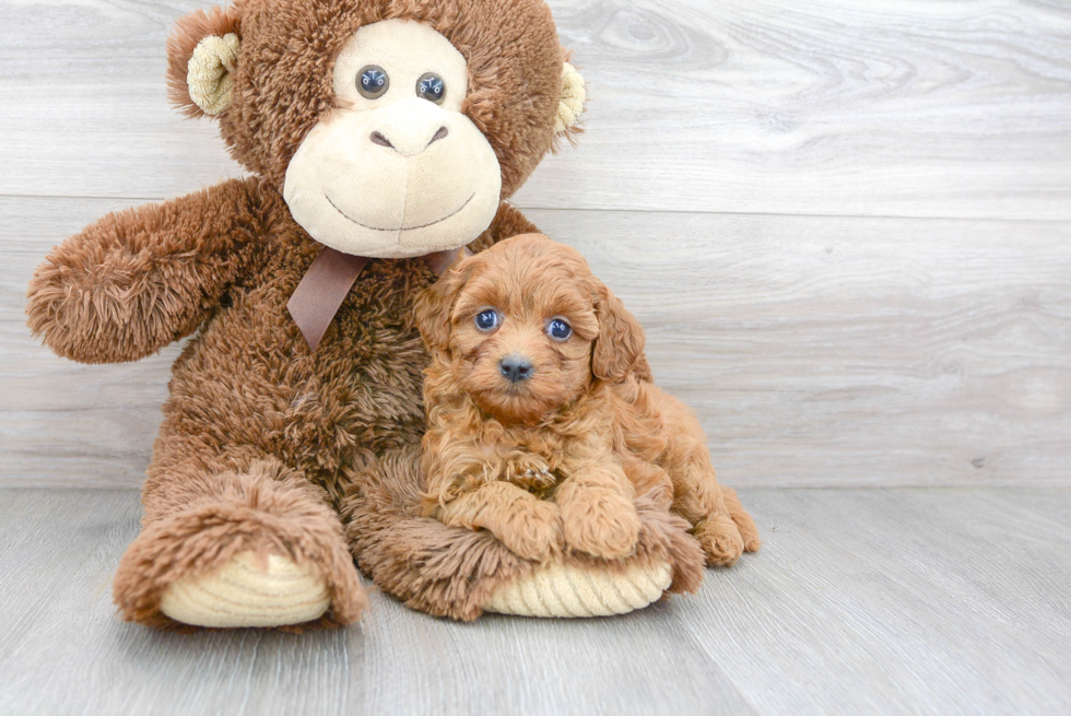 Energetic Cavoodle Poodle Mix Puppy