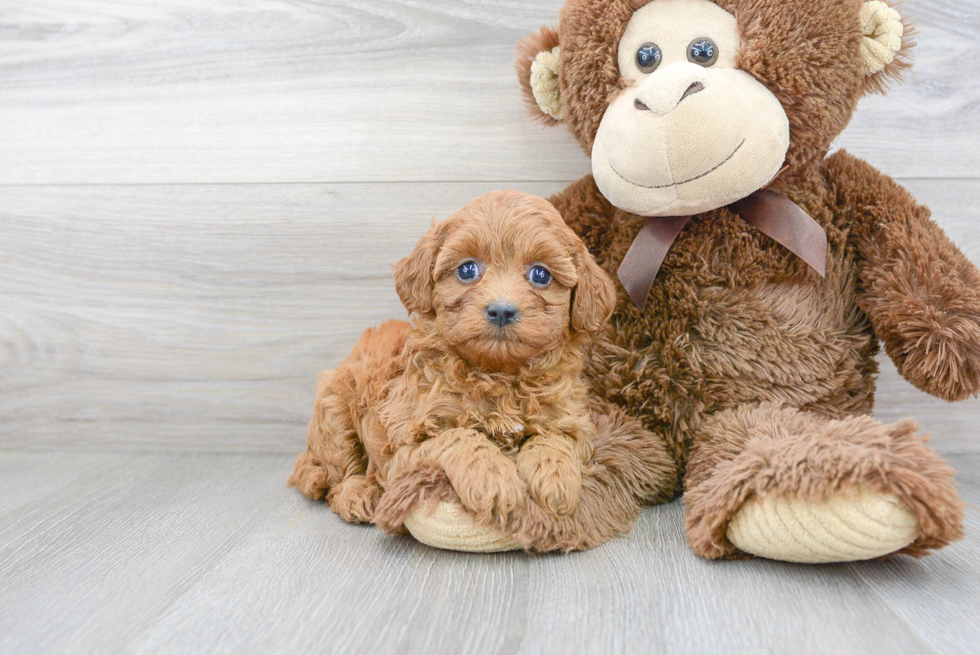 Friendly Cavapoo Baby