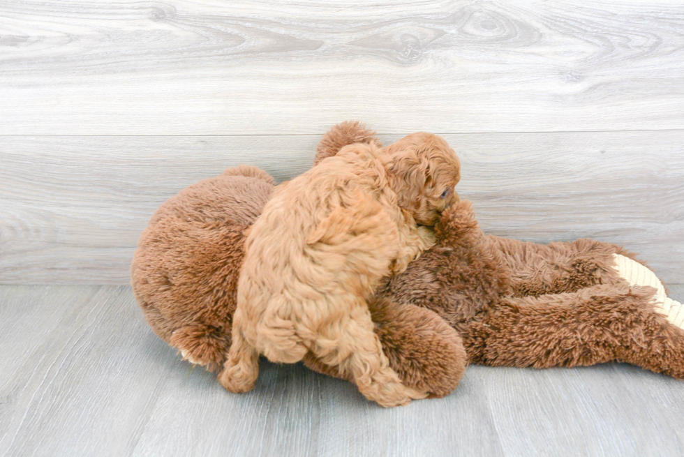 Hypoallergenic Cavoodle Poodle Mix Puppy