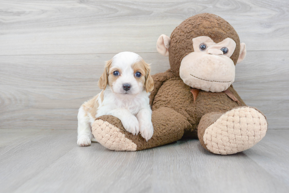 Petite Cavapoo Poodle Mix Pup