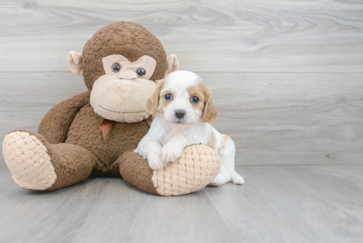 Cavapoo Pup Being Cute