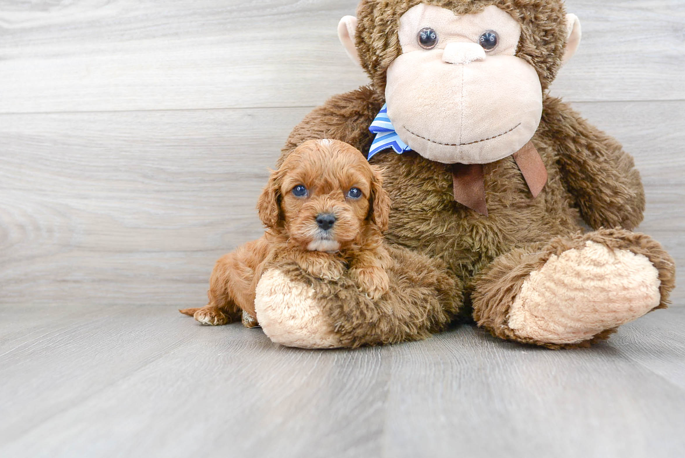 Funny Cavapoo Poodle Mix Pup