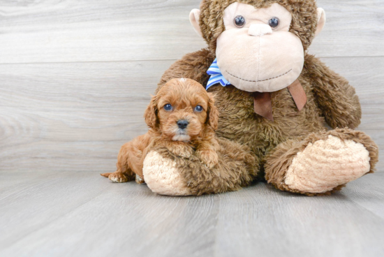 Funny Cavapoo Poodle Mix Pup