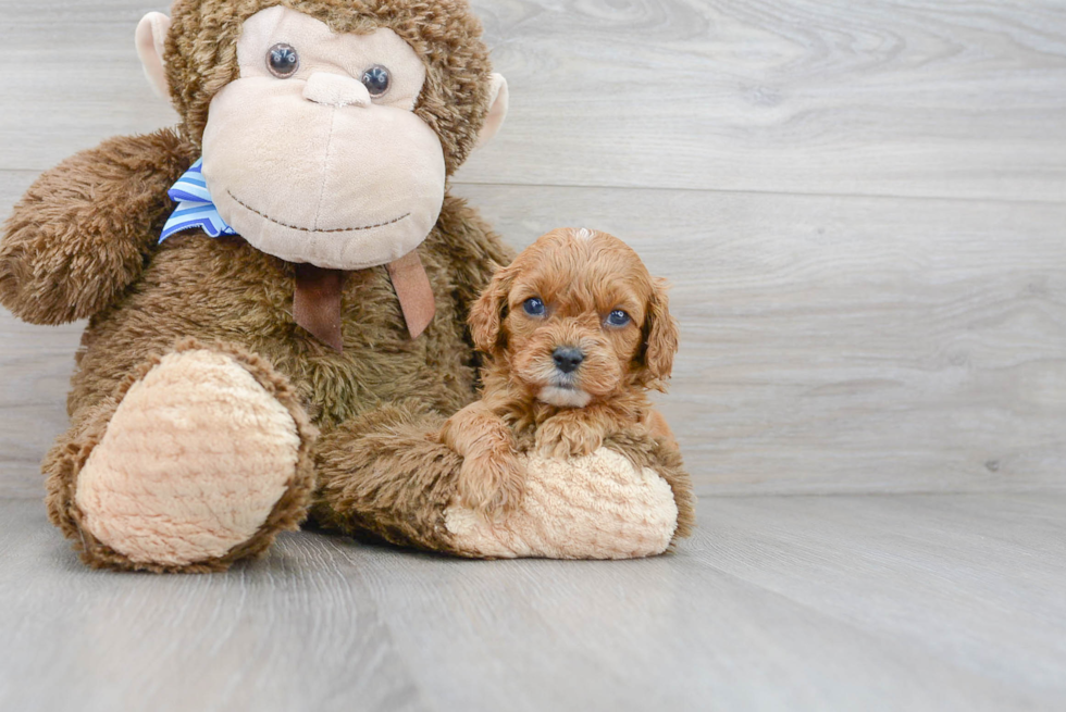 Sweet Cavapoo Baby