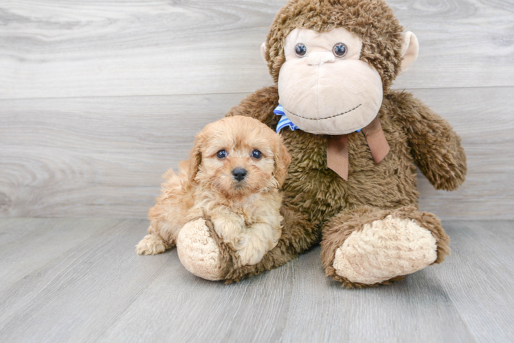 Cute Cavapoo Baby