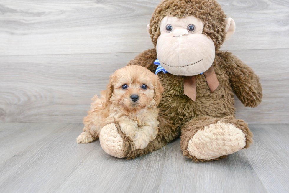 Cute Cavapoo Baby