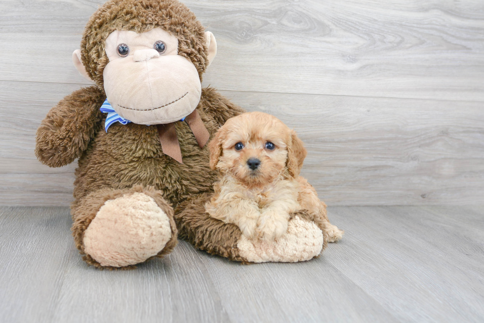 Cute Cavapoo Poodle Mix Pup