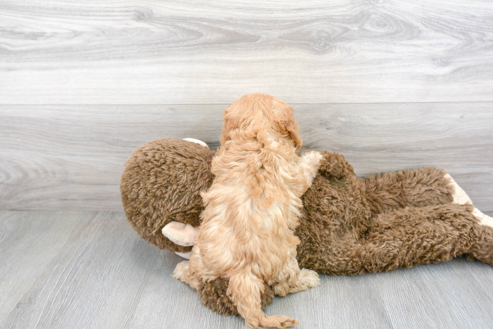 Cute Cavapoo Poodle Mix Pup