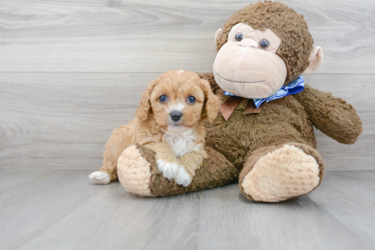 Cavapoo Puppy for Adoption