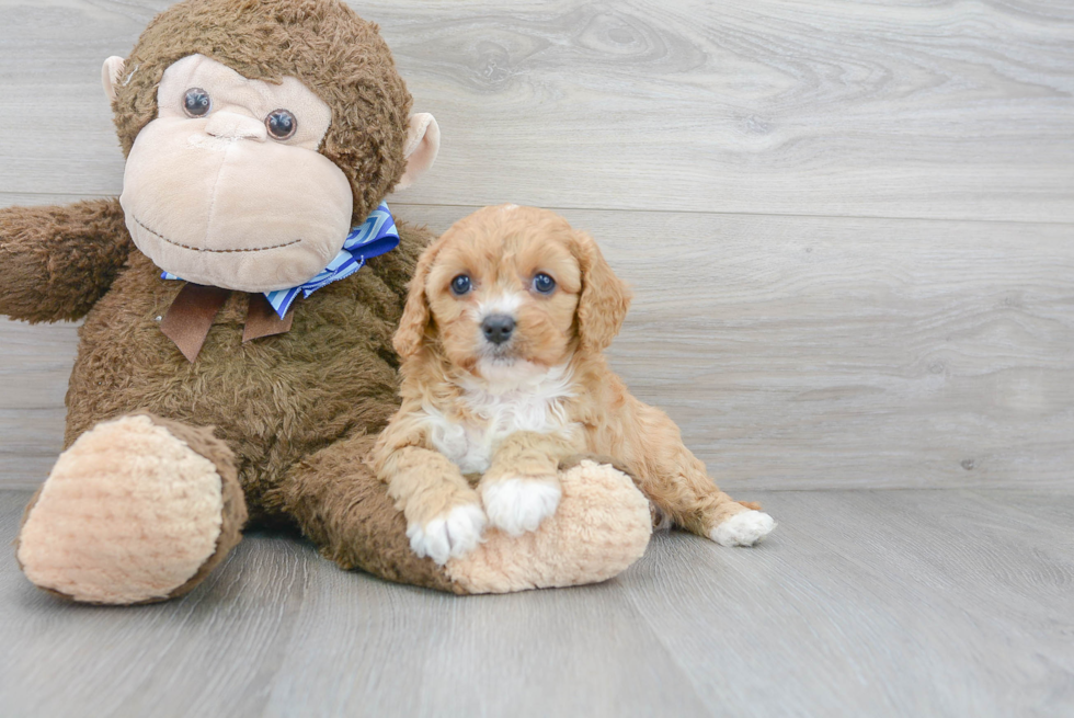 Little Cavoodle Poodle Mix Puppy