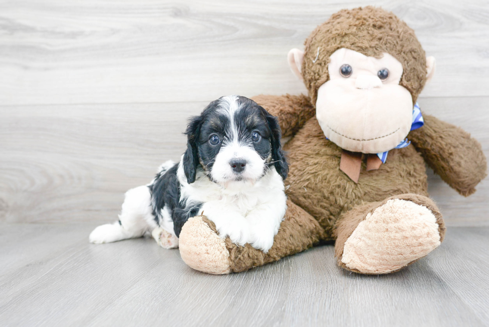 Playful Cavoodle Poodle Mix Puppy