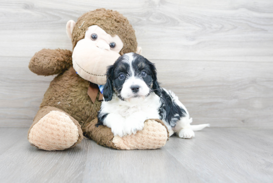 Sweet Cavapoo Baby