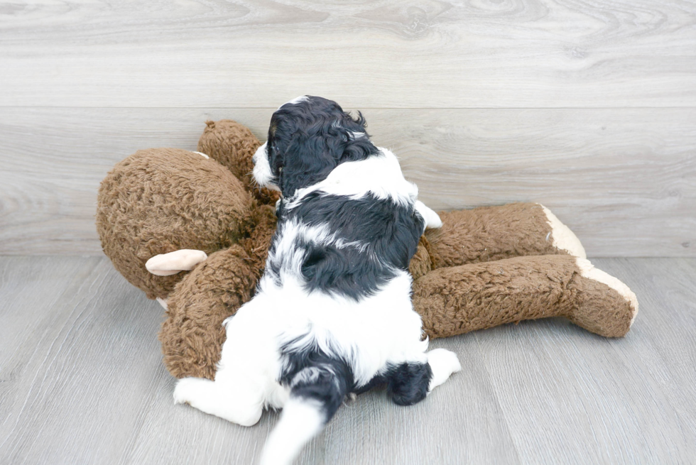 Adorable Cavoodle Poodle Mix Puppy