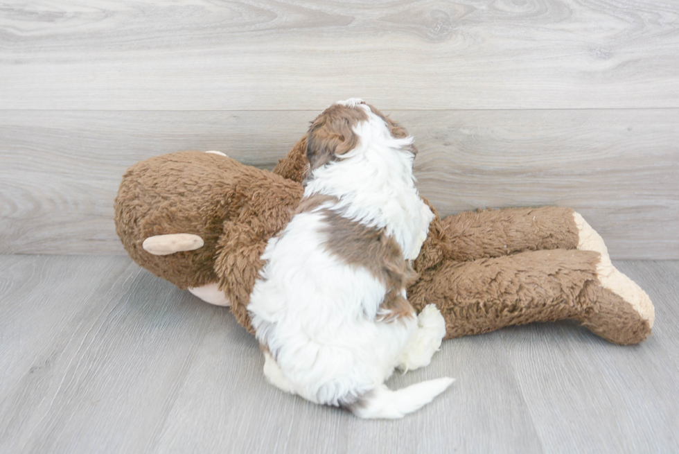 Cavapoo Pup Being Cute